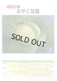 送料無料　[キャベツ]　キャベツ　おやこ甘藍　1ml(約220粒)　小林種苗(株)