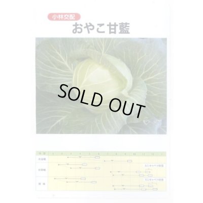 画像1: 送料無料　[キャベツ]　キャベツ　おやこ甘藍　1ml(約220粒)　小林種苗(株)