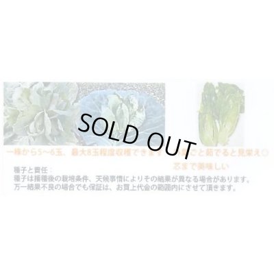画像3: 送料無料　[キャベツ]　キャベツ　おやこ甘藍　1ml(約220粒)　小林種苗(株)