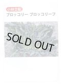 送料無料　[ブロッコリー]　ブロッコリーフ　50粒　小林種苗