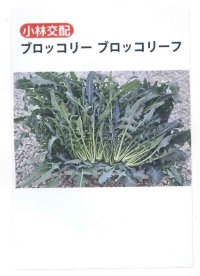 送料無料　[ブロッコリー]　ブロッコリーフ　50粒　小林種苗