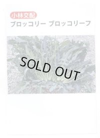 送料無料　[ブロッコリー]　ブロッコリーフ　50粒　小林種苗