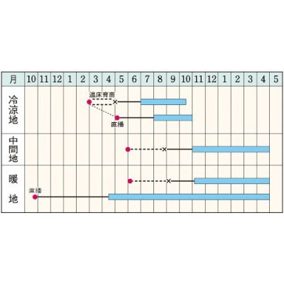 画像2: [葉物]　パセリ　カーリ・パラマウント（約620粒）　タキイ種苗　GF