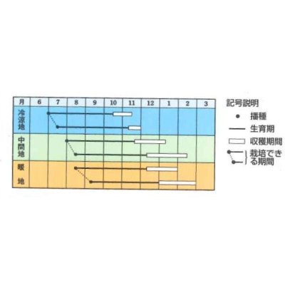 画像3: 送料無料　[人参]　冬ちあき　ペレット1万粒　タキイ種苗(株)