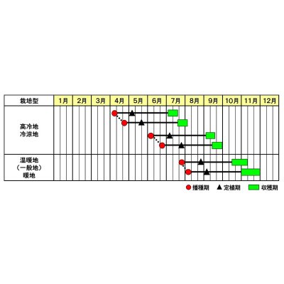 画像4: [ブロッコリー] アーリーキャノン 2000粒 (株)サカタのタネ