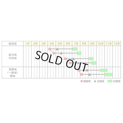画像4: 送料無料[ブロッコリー]　アーリーキャノン　2000粒　(株)サカタのタネ