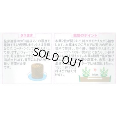 画像2: 花の種 トルコギキョウ マキアミックス 30粒 (株)サカタのタネ 実咲350(028147)