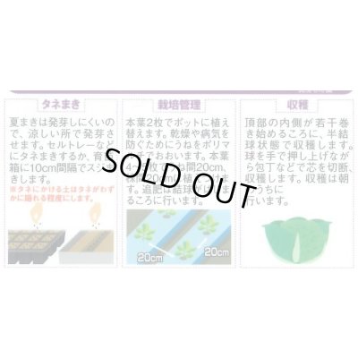 画像2: [レタス] コスレタス ミニロメインレタス 40粒 (株)サカタのタネ 実咲450(003954)