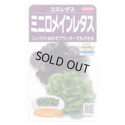 画像1: [レタス] コスレタス ミニロメインレタス 40粒 (株)サカタのタネ 実咲450(003954)