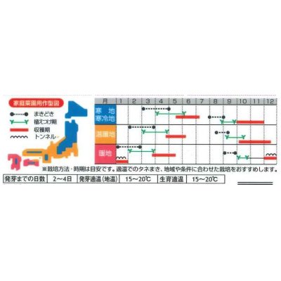 画像3: [レタス]　コスレタス　ミニロメインレタス　40粒　サカタのタネ（株）　実咲400