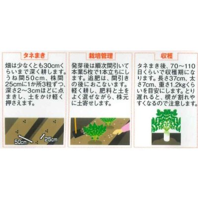 画像2: 送料無料　[大根]　冬しぐれ　(約150粒)　(株)サカタのタネ　実咲450（003955）