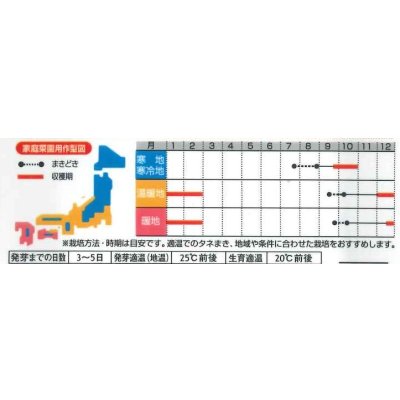 画像3: 送料無料　[大根]　冬しぐれ　(約150粒)　(株)サカタのタネ　実咲450（003955）