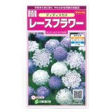 送料無料　花の種　ディディスカス　レースフラワー　1.2ml　(株)サカタのタネ　実咲350（026120）