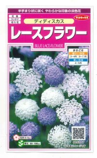 送料無料　花の種　ディディスカス　レースフラワー　1.2ml　(株)サカタのタネ　実咲350（026120）