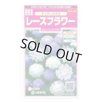 花の種　　ディディスカス　レースフラワー　1.2ml 　サカタのタネ（株）実咲350