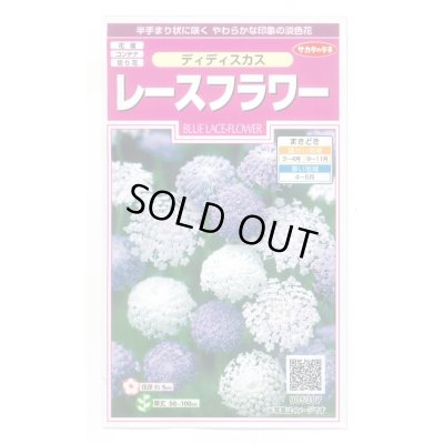 画像1: 花の種　　ディディスカス　レースフラワー　1.2ml 　サカタのタネ（株）実咲350