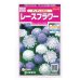 画像1: 花の種　　ディディスカス　レースフラワー　1.2ml 　サカタのタネ（株）実咲350 (1)