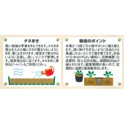 画像3: 花の種　パンジー　夢色スミレ　恋桜　約50粒 　サカタのタネ（株）実咲500