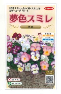 花の種　パンジー　夢色スミレ　恋桜　約50粒 　サカタのタネ（株）実咲500