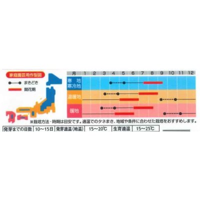 画像3: 送料無料　花の種　ディディスカス　レースフラワー　1.2ml　(株)サカタのタネ　実咲350（026120）