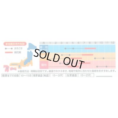 画像3: 花の種　　ディディスカス　レースフラワー　1.2ml 　サカタのタネ（株）実咲350