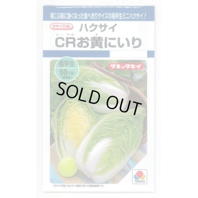 画像1: 送料無料　[白菜]　CRお黄にいり　1.8ml（約300粒）　貴種(コートしてません)　タキイ種苗(株)　DF