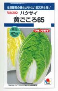 送料無料　[白菜]　黄ごころ65　1ml　タキイ種苗(株)　DF