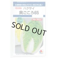 [白菜]　黄ごころ65　1ml　タキイ種苗（株）　DF