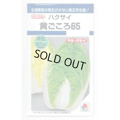 画像1: 送料無料　[白菜]　黄ごころ65　1ml　タキイ種苗(株)　DF