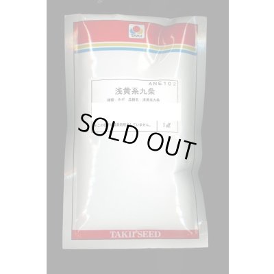 画像1: 送料無料　[ねぎ]　浅黄系九条　1dl(3250粒)　タキイ種苗(株)