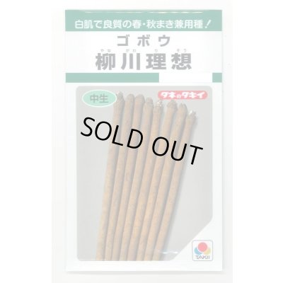 画像1: [牛蒡] 柳川理想 9ml タキイ種苗(株) GF