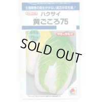 [白菜]　黄ごころ75　1ml　タキイ種苗（株）　DF