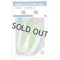 [白菜]　晩輝　2ｍｌ　タキイ種苗（株）　DF