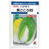 送料無料　[白菜]　黄ごころ85　1ml　タキイ種苗(株)　DF