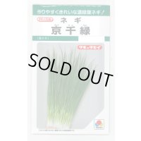 [ねぎ] ねぎ　京千緑 15ml タキイ種苗（株） GF