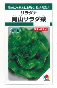 [葉物]　サラダナ　岡山サラダ菜　1.4ml　タキイ種苗（株）　GF　