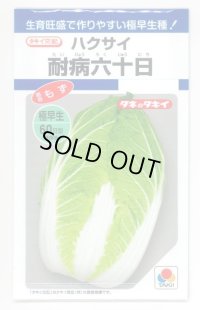 [白菜]　耐病六十日　2.2ｍｌ　タキイ種苗（株）　DF