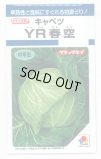 送料無料　[キャベツ]　YR春空　1.2ml　(およそ190粒)貴種(コートしてません)　タキイ種苗(株)　DF