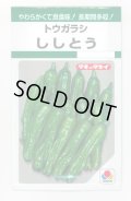送料無料　[ししとう]　ししとう　135粒　タキイ種苗　GF