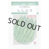 送料無料　[ししとう]　ししとう　135粒　タキイ種苗　GF