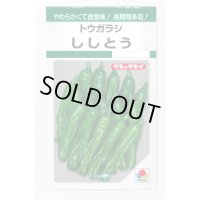 送料無料　[ししとう]　ししとう　135粒　タキイ種苗　GF