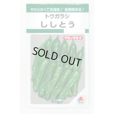 画像1: 送料無料　[ししとう]　ししとう　135粒　タキイ種苗　GF