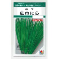 [葉物]　にら　広巾にら　13ml　タキイ種苗　GF　