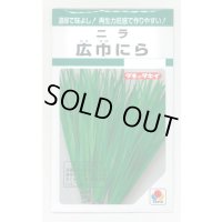 送料無料　にら　広巾にら　13ml　タキイ種苗　GF