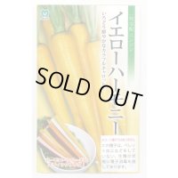 送料無料　[人参]　イエローハーモニー　1万粒　丸種(株)