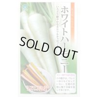 送料無料　[人参]　ホワイトハーモニー　1万粒　丸種(株)