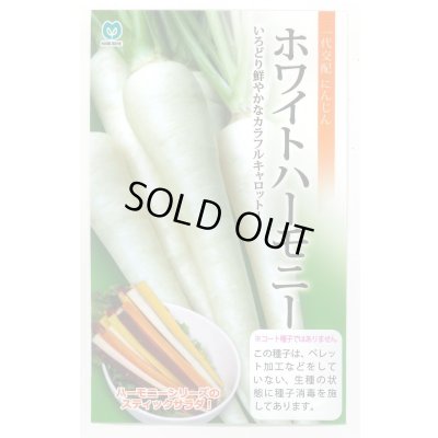画像1: 送料無料　[人参]　ホワイトハーモニー　1万粒　丸種(株)
