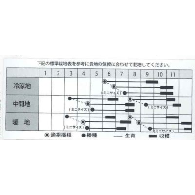 画像2: [人参]　レッドハーモニー　1000粒　　丸種（株）