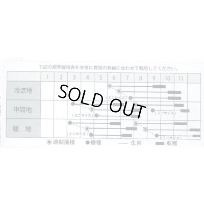 画像2: 送料無料　[人参]　レッドハーモニー　1000粒　丸種(株)
