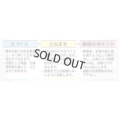 画像4: 送料無料　雪白体菜　7ml　丸種(株)